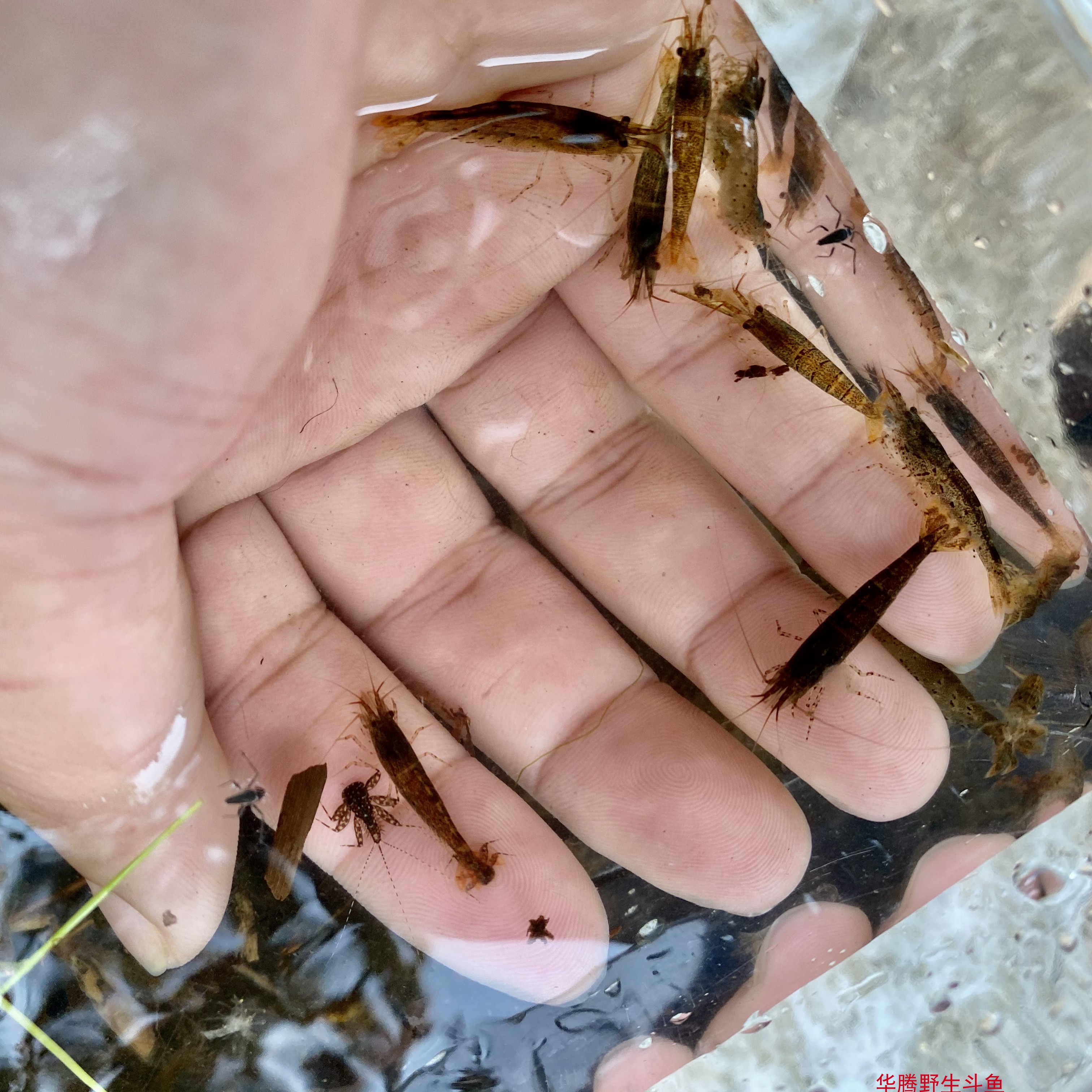原生态山坑黒壳虾活体观赏淡水草缸清洁杂质工具除藻虾活体鱼饲料