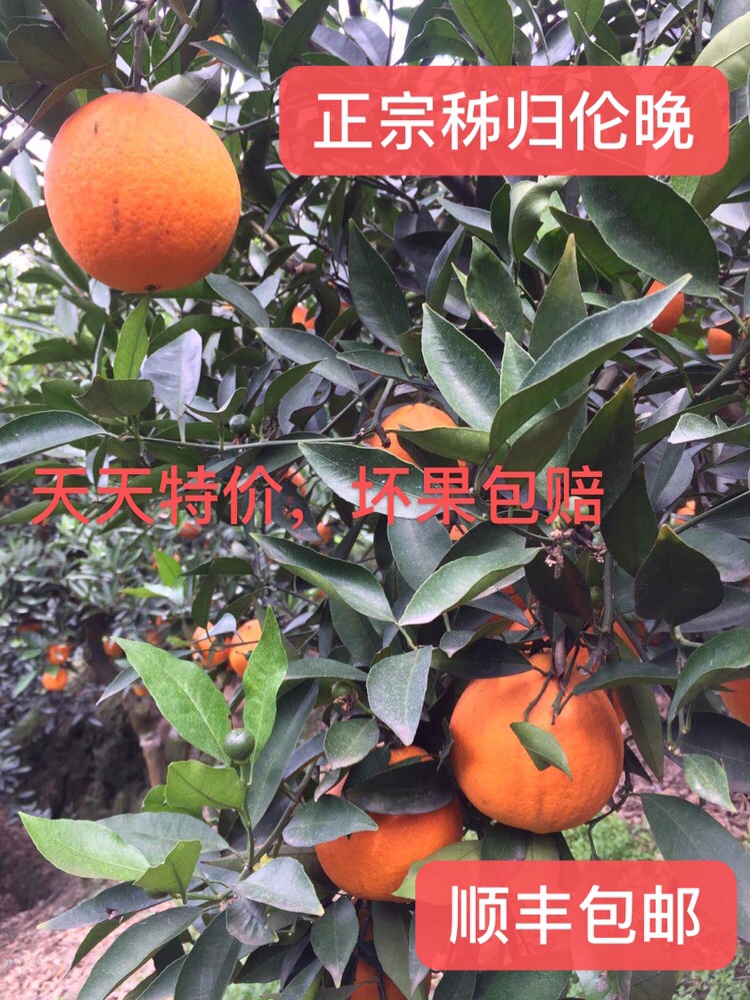 农夫果园橙子秭归伦晚橙子新鲜10斤20斤冰糖橙脐橙孕妇橙超甜春橙