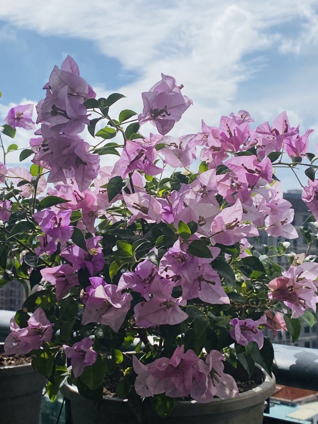 三角梅雪紫盆栽勤花超好看阳台露台户外花卉花量大花期长美化环境