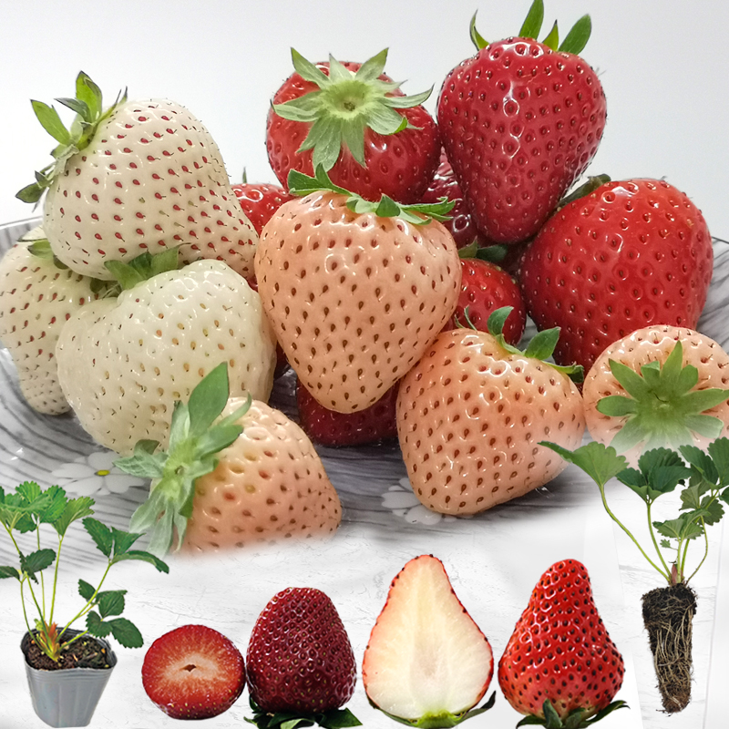 隋珠玄玉章姬奶油四季草莓苗食用牛奶盆栽草莓种植籽子浪草莓苗秧