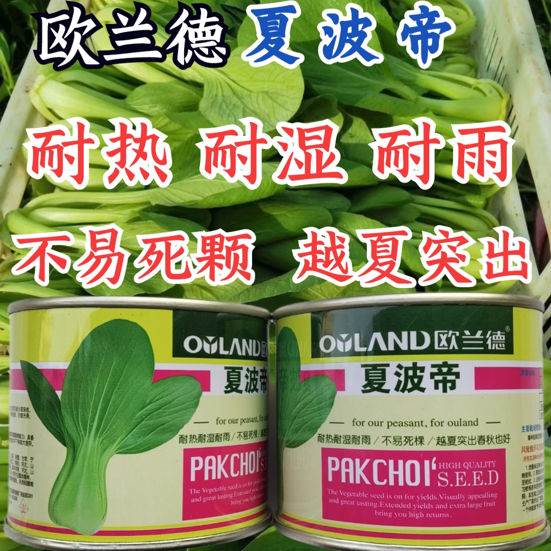欧兰德夏波帝青梗菜种子小油菜种子耐热耐湿耐雨水越夏上海青菜籽
