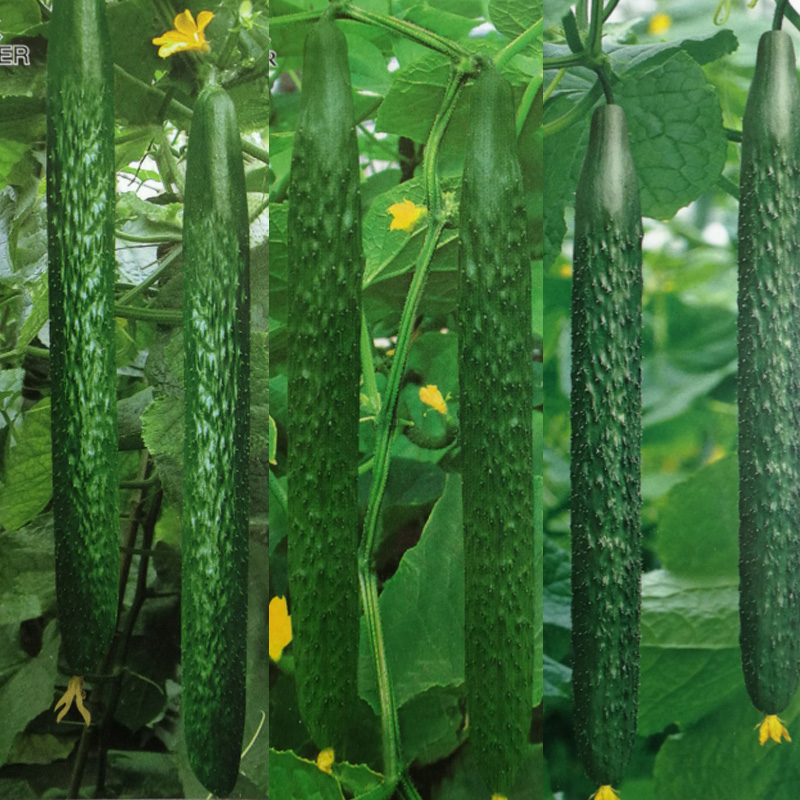 强雌黄瓜种子中国农科院出品春夏秋耐热四季播瓜条直高黄瓜种籽