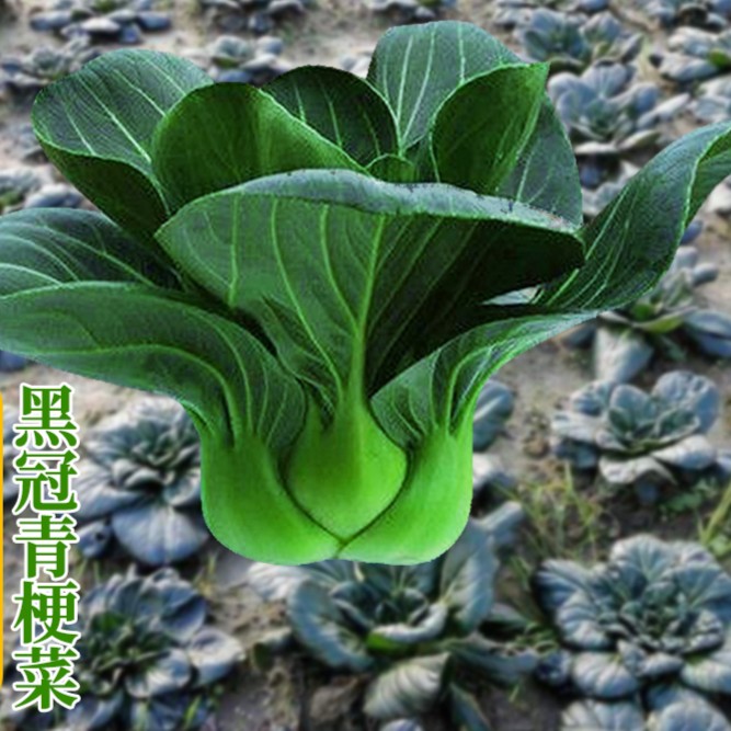 黑叶苏州青上海青菜籽种四季播种蔬菜种孑青菜种籽油菜种高产叶大