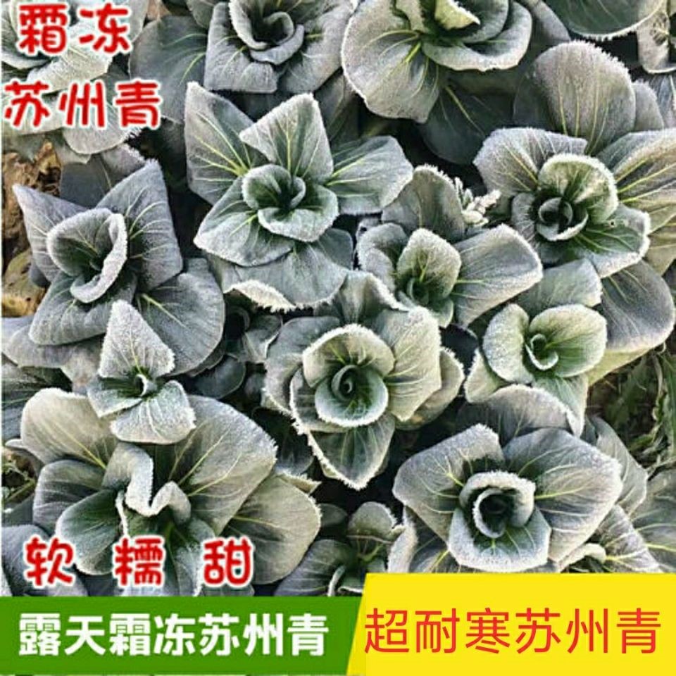 超耐寒矮脚苏州青小油菜种子青菜籽上海青蔬菜籽四季冬季种植盆栽