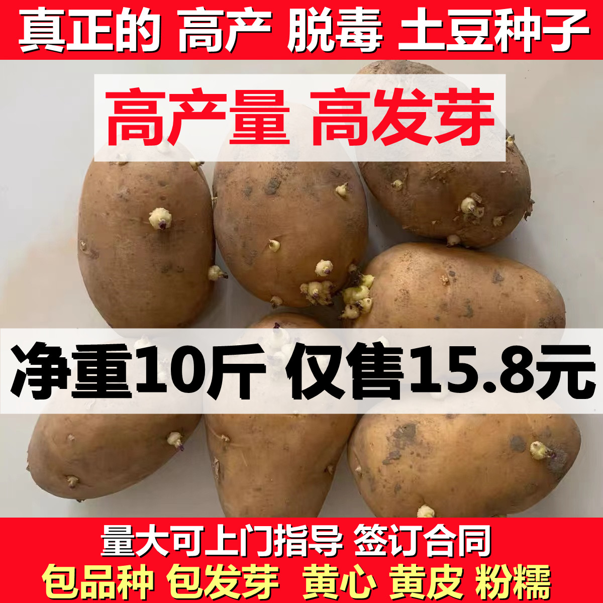 土豆种子黄皮黄心东北高产脱毒马铃薯原种苗洋芋种孑10斤种苗种薯