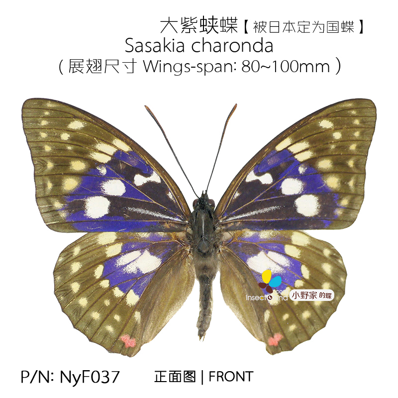 大紫蛱蝶Sasakia charonda M型80~100mm 中国