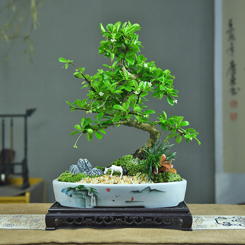 造型福建茶盆栽室内桌面绿植办公室中式植物观叶好养摆件四季常青