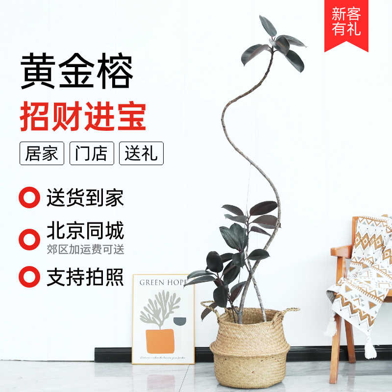 北京胡同黑金刚造型橡皮树盆栽北欧风大型室内植物吸甲醛绿植客厅
