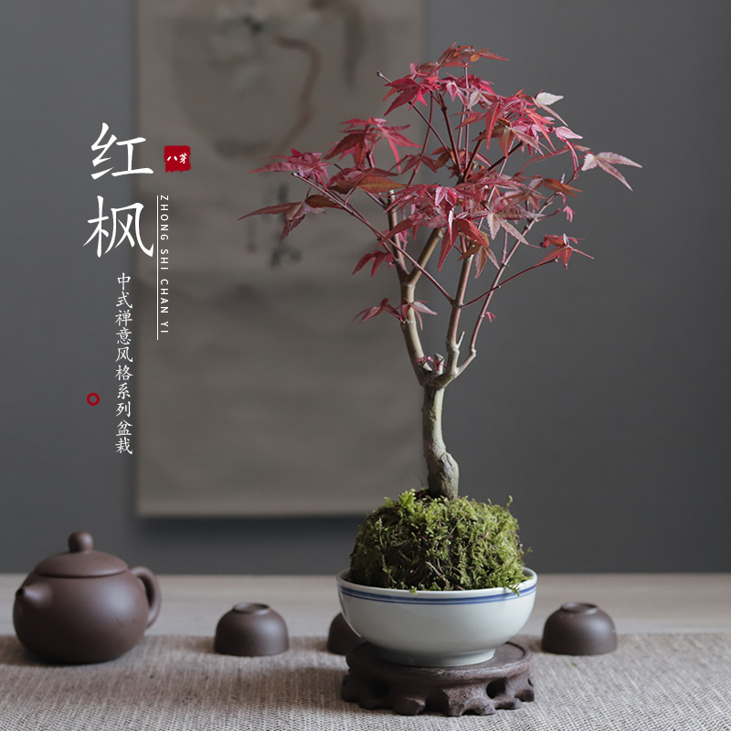 苔玉球苔藓球红枫红叶植物装饰茶桌办公室创意绿植盆栽盆景摆件