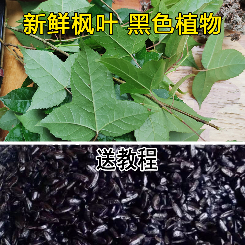 广西枫香叶乌米饭叶五色糯米饭纯植物染料黑2斤包邮乌米黑色染料
