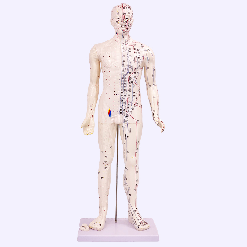 速发80cm超清晰经络通针灸铜人 人体穴位模型中医针灸人体模型 经