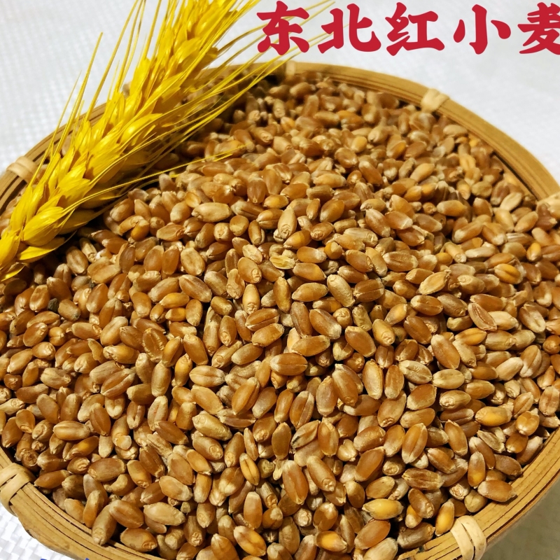 2023年新东北红小麦 可磨面 可生芽  五斤包邮