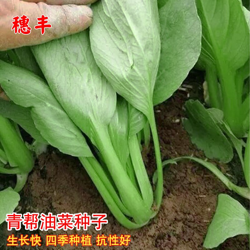 青帮油菜种籽青梗菜种子秋冬季种植上海青菜籽四季盆栽蔬菜种孑籽
