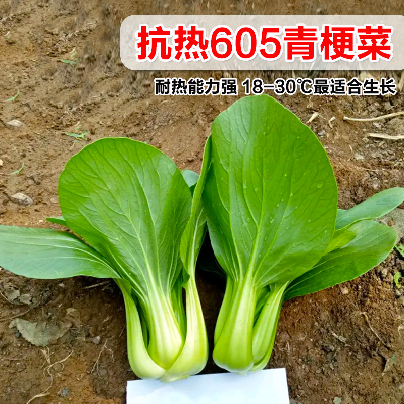 上海抗热605上海青种子小油菜小青菜小白菜种子 四季农家庭院用种