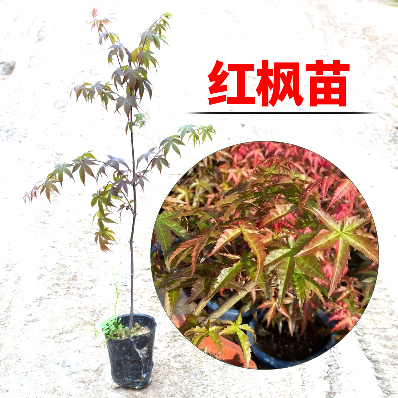 中国常年红树苗原生三季红中国常年火焰日本红枫舞姬庭院户外盆栽