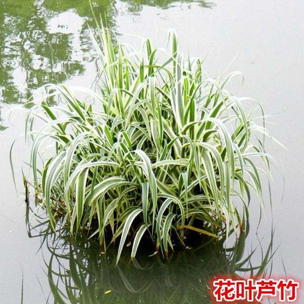 花叶芦竹水生植物芦苇苗池塘河边湿地水培带芽多年生耐寒玉带草苗