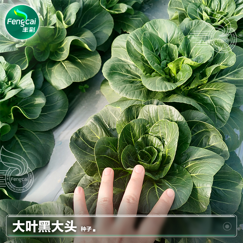 黑大头菜种子菜籽四季青上海青小白菜夏季阳台种植蔬菜种籽孑大全
