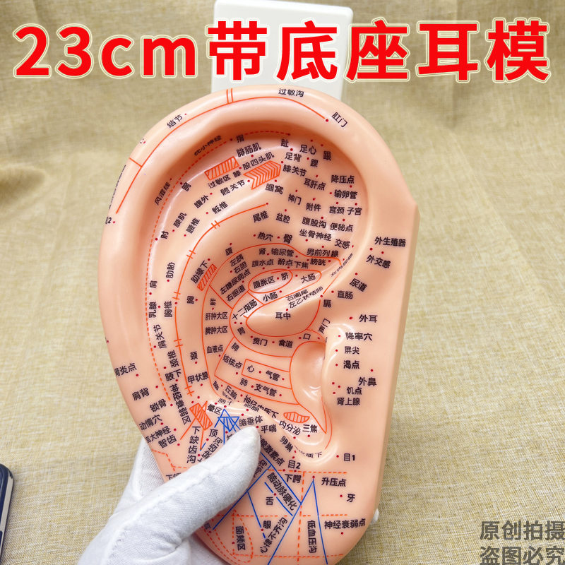 23cm大号超清多穴位耳模耳朵针灸模型耳穴中医模特图耳反射区底座
