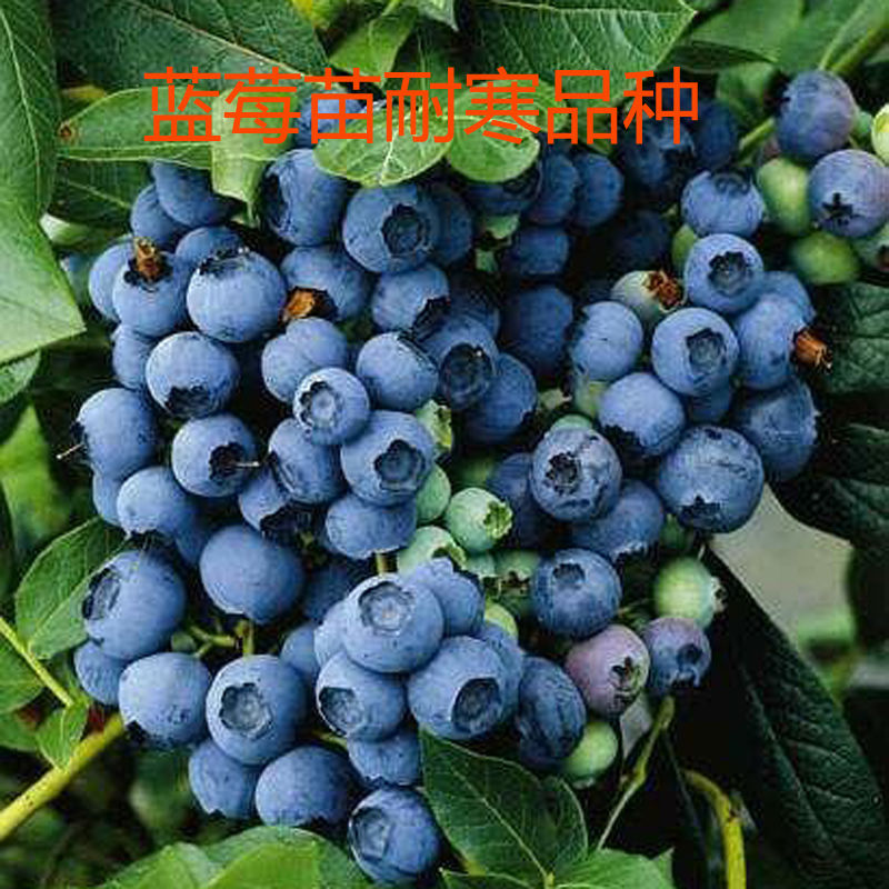 蓝莓果苗东北耐寒蓝莓树苗水果苗盆栽地栽北方黑龙江当年结果