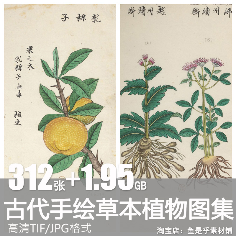 中国古代手绘彩绘草本植物中草药中医药绘画插图参考临摹图片素材