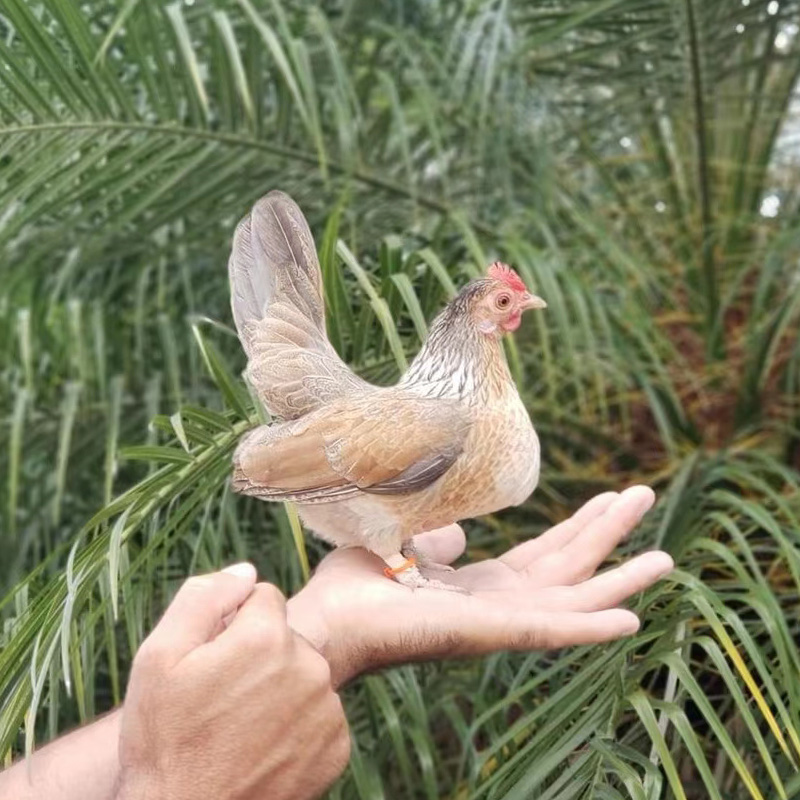 塞拉玛鸡活物可孵化蛋进口子代迷你玲珑鸡活体网红小体观赏宠物鸡