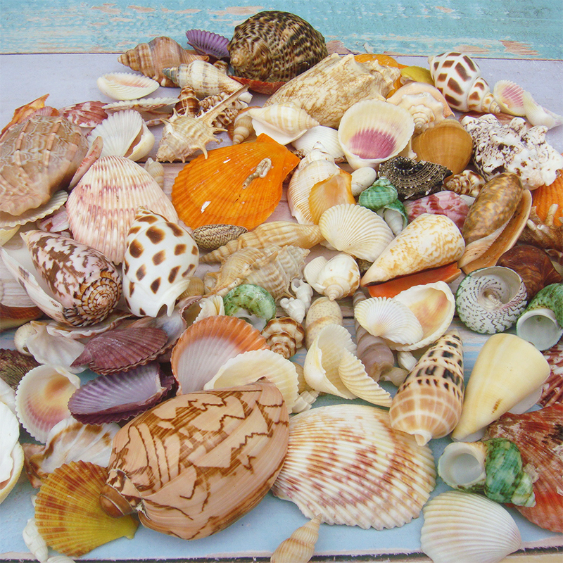 天然海螺贝壳科普教材鱼缸造景寄居蟹换壳收藏礼品幼儿园手工材料