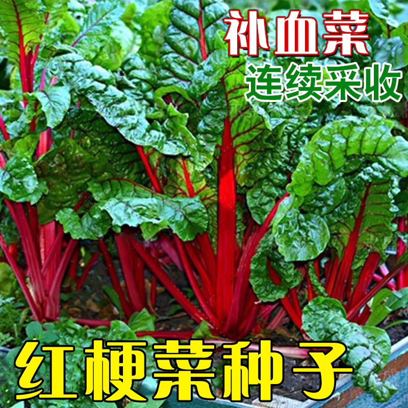 红梗菜种子红根达菜种籽补血菜种牛皮菜厚皮菜四季青菜籽蔬菜种孑