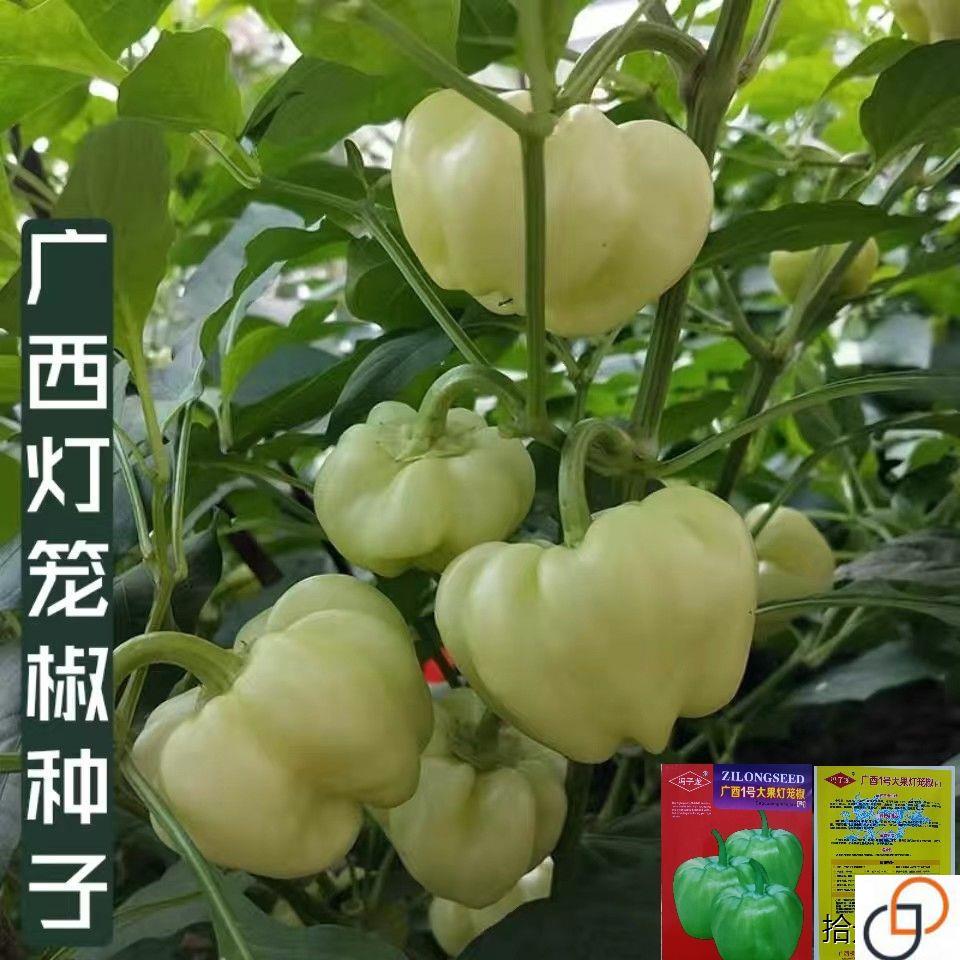 广西1号杂交大果灯笼椒种子中早熟泡椒辣椒酿种子果肉甜脆四季播