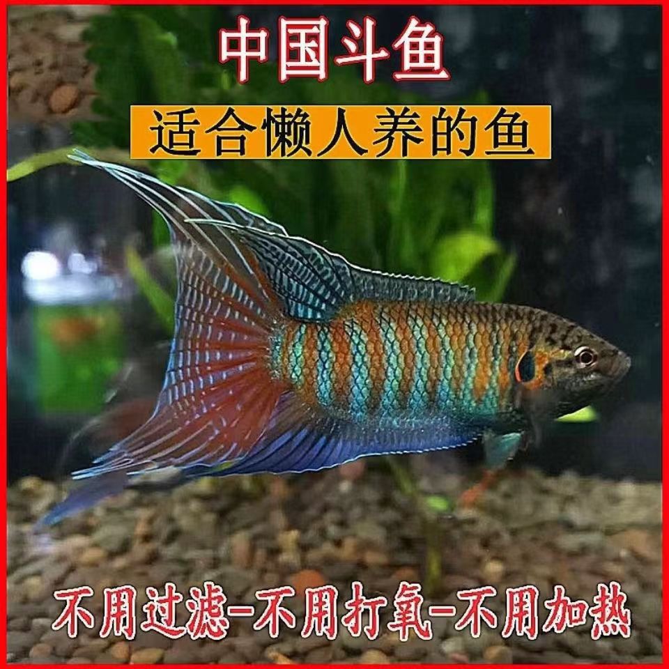 普叉斗鱼中国斗鱼活体活鱼冷水改良淡水观赏鱼好养耐养金鱼小型鱼