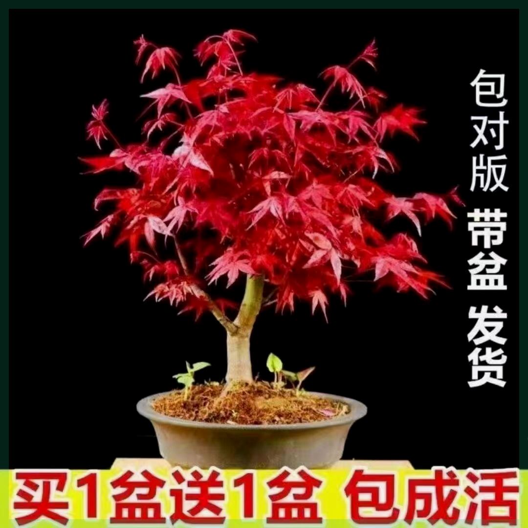 【买一送一】中国红枫盆栽室内外花卉耐寒盆景名贵花树苗植物大全
