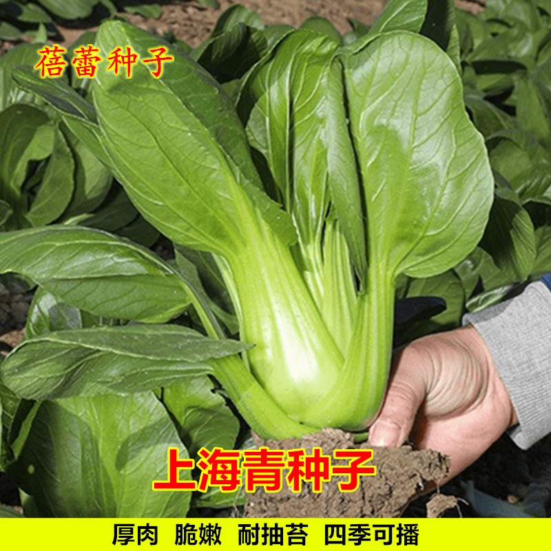 上海青种子籽四季鸡毛菜小白菜青梗菜油菜种籽农家菜盆栽蔬莱种孑