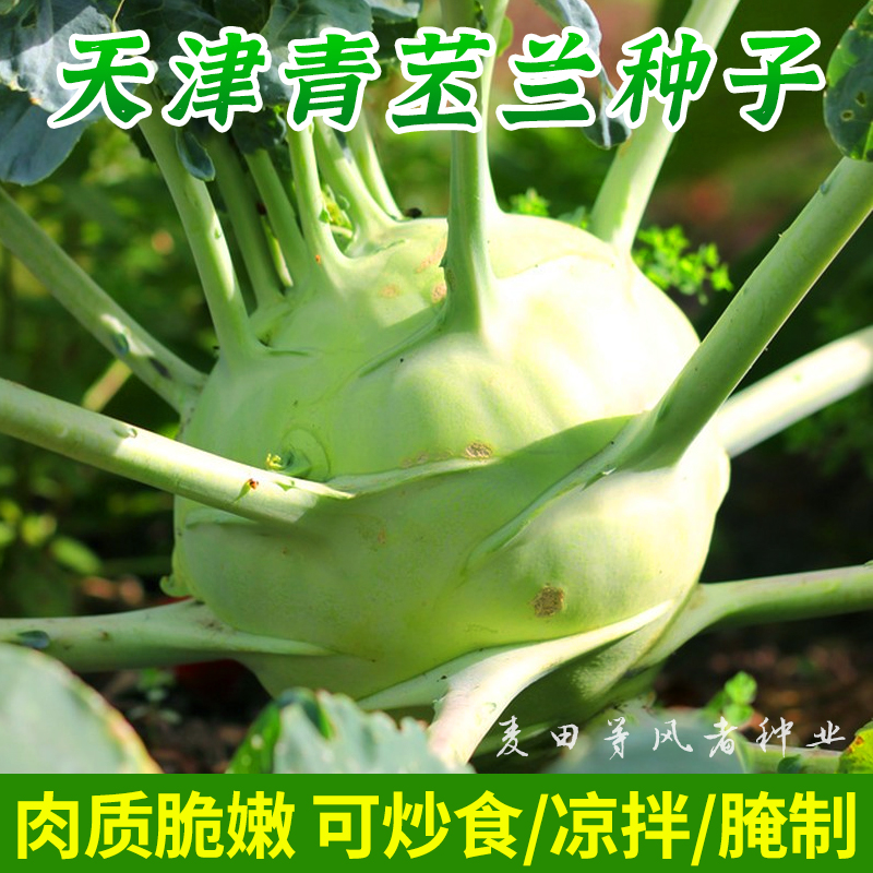 苤蓝种籽孑天津青苤兰种子大头菜种子疙瘩球茎甘蓝四季蔬菜种孑籽