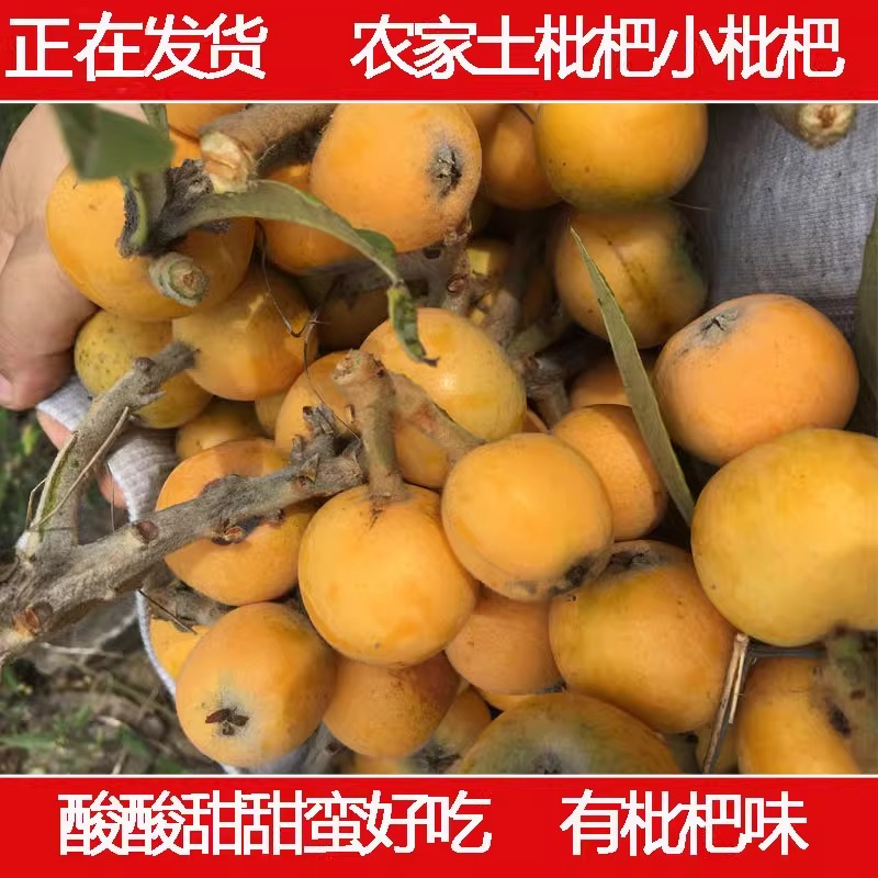 【一份3斤】土枇杷农家天然自种新鲜水果时令当季现摘非大果包邮