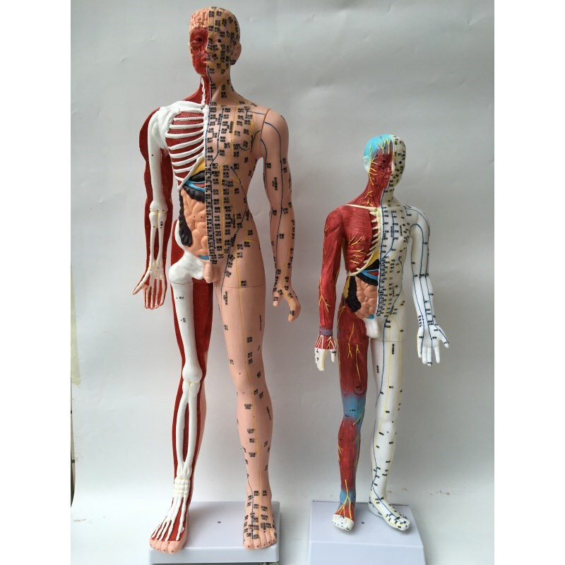 速发超清晰60 85CM人体针灸模型 半肌肉骨骼内脏模型中医经络穴位