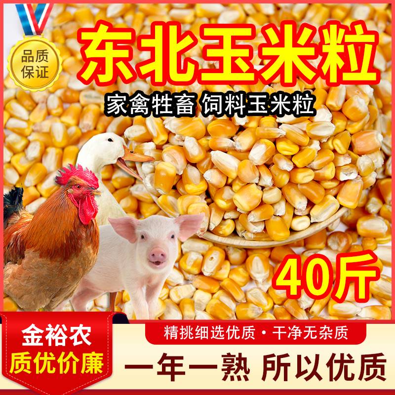 纯东北优质玉米粒特价中颗粒玉米干米喂鸽子鸡鸭鹅饲料家禽粮食