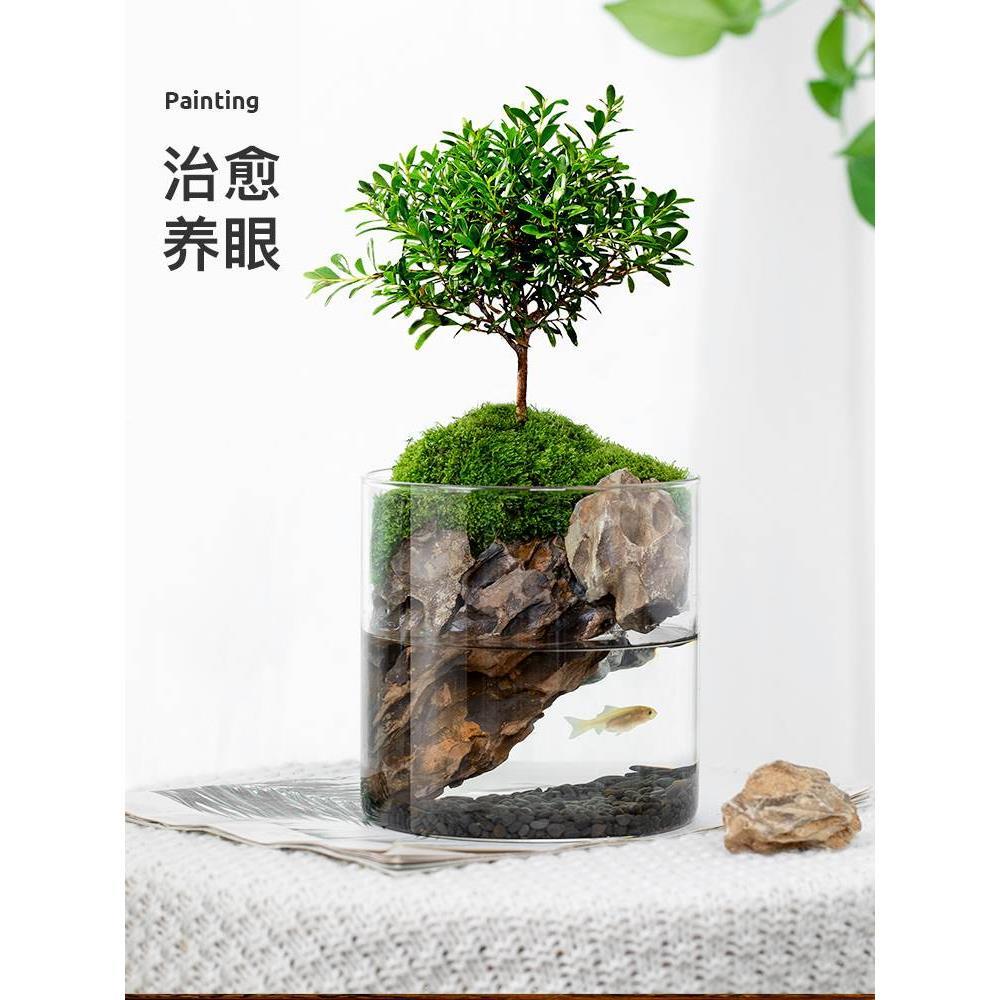 小叶楠景九里香态瓶赤苔藓42112创意微生观办公室桌面盆栽青苔造