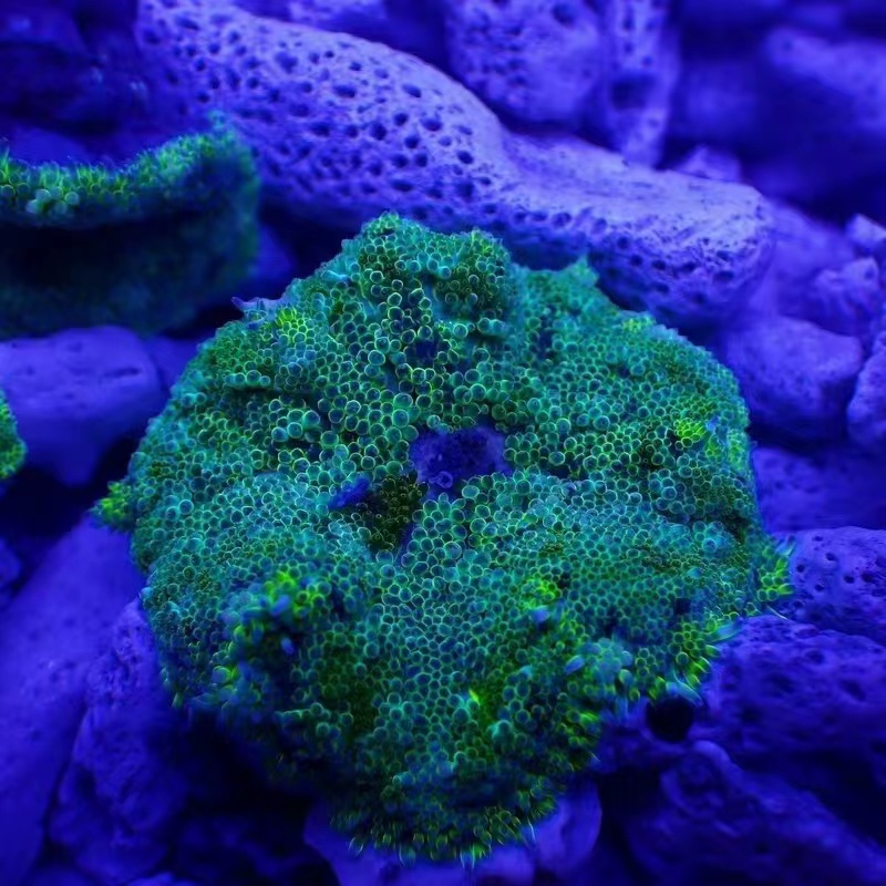 地毯海葵海缸宠物生物活珊瑚造景海草海星小丑鱼go海水共生鱼尼莫