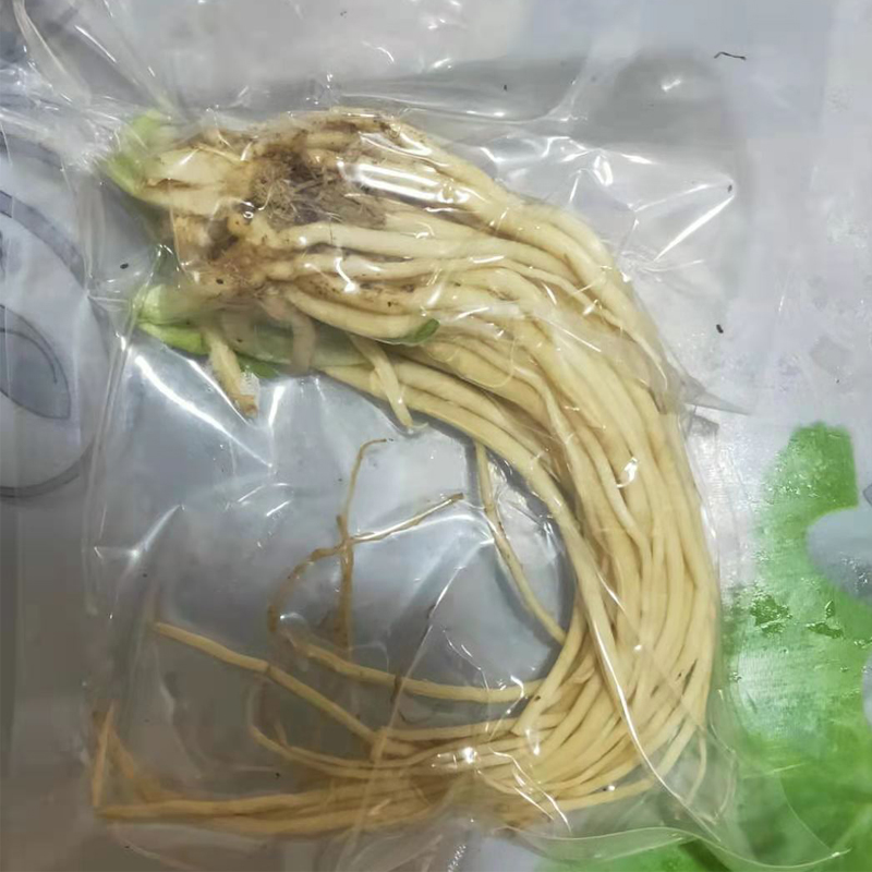 丽江特产新鲜韭菜根150g  真空包装 腊排骨火锅底料