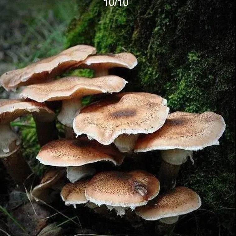 东北野生原种臻磨蘑菇菌包 蜜环菌 蜜蘑 蜜环蕈 栎蕈人工种植菌种