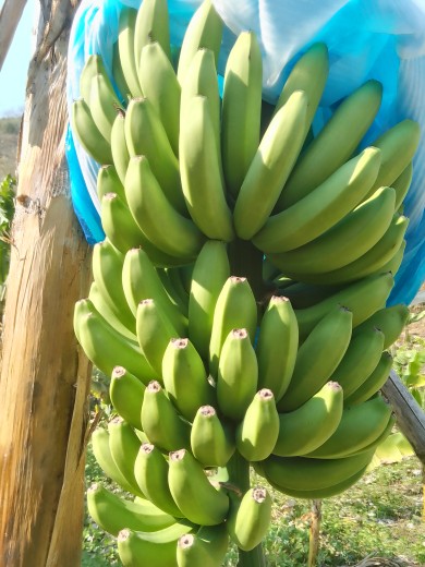 贵州农家新鲜香蕉 青香蕉现摘现发5斤9斤  新鲜青蕉发货包邮