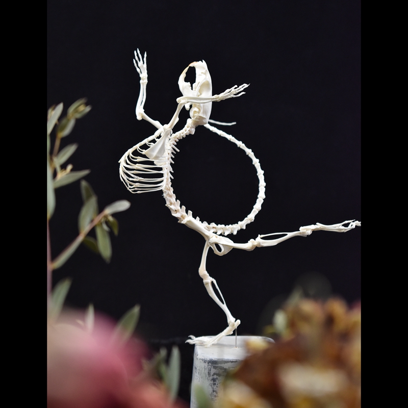《舞蹈者》大白鼠骨骼标本 真骨 艺术创意摆件 礼品