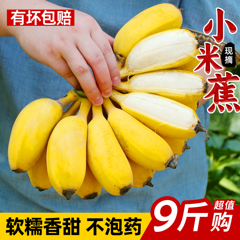 新鲜广西小米蕉香蕉水果芭蕉苹果蕉自然熟现摘当季整箱5/9斤包邮