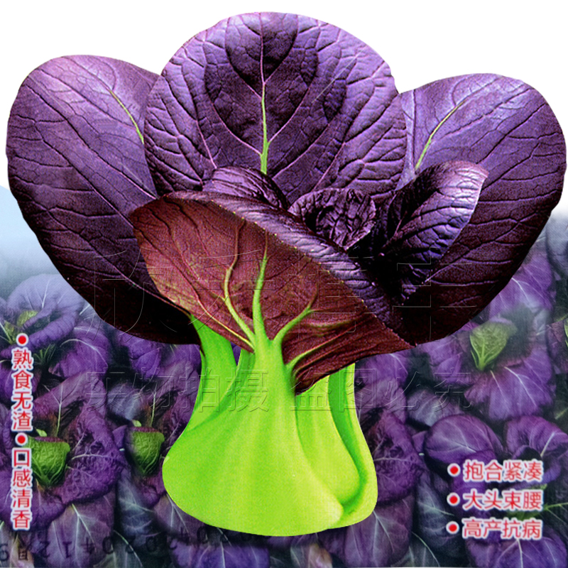 紫油菜种春秋冬季苏州青青梗菜种子庭院阳台青菜种籽四季蔬菜种孑