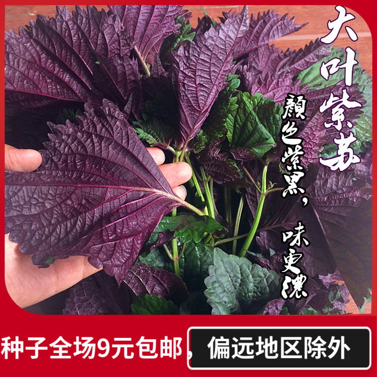 优种网紫苏种子菜种芳香花卉赤苏盆栽苏子绿苏种籽有机农场用菜籽