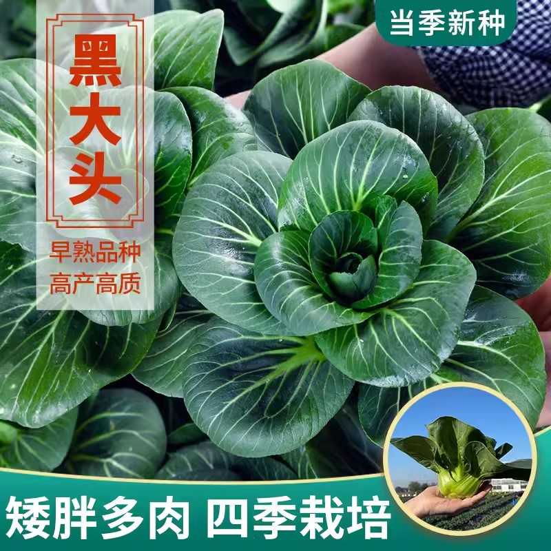 黑大头矮萁苏州青菜种籽上海青种孑蔬菜籽四季种子苏州青小白菜孑