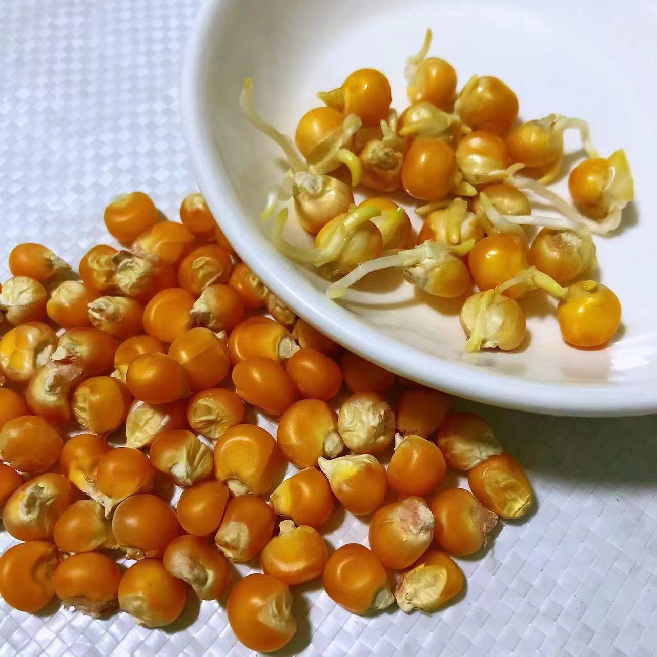 老品种小粒红黄纯硬质玉米粒 可生芽 可种植