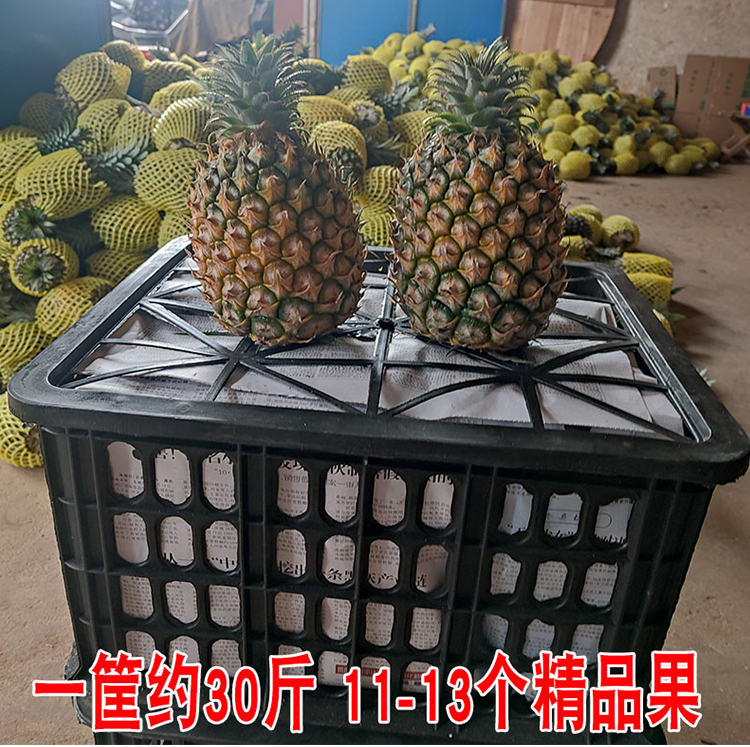 广东次日达徐闻菠萝送礼品装整箱约30斤精品大菠萝糖心香甜无渣
