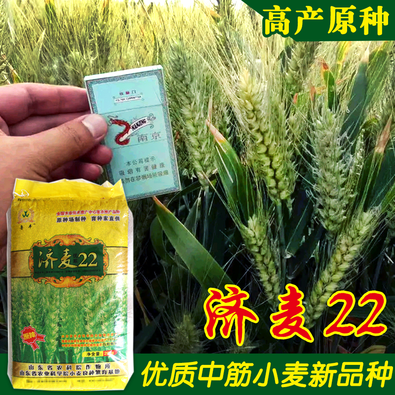 优质强筋冬小麦种子高产山东小麦济麦22小麦种子矮秆抗倒大穗原种