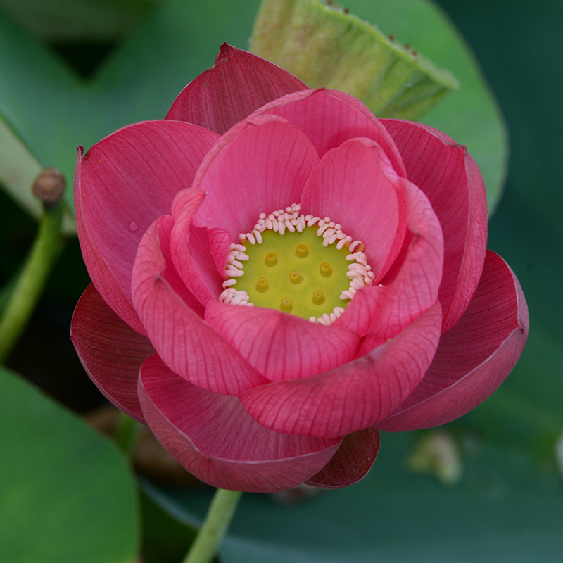 【醉湘云】碗莲乌托邦-中小型可微 红色盆栽水生花卉观赏荷花种藕