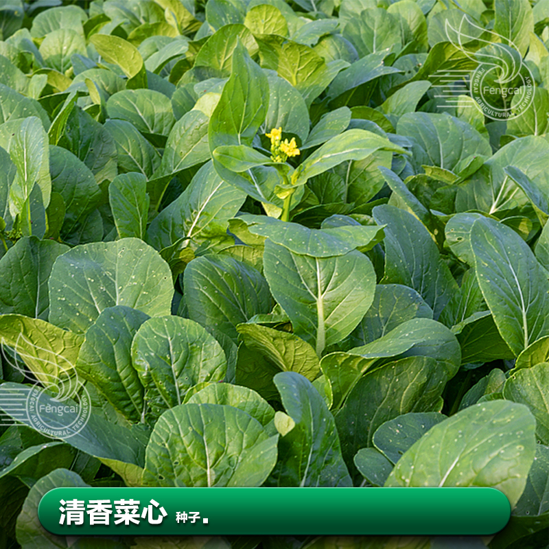 广东四九甜菜心白菜菜苔种籽种子青菜春季南方四季蔬菜种孑籽大全